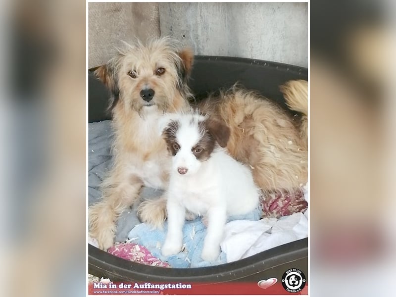 MIA, eine Traummaus