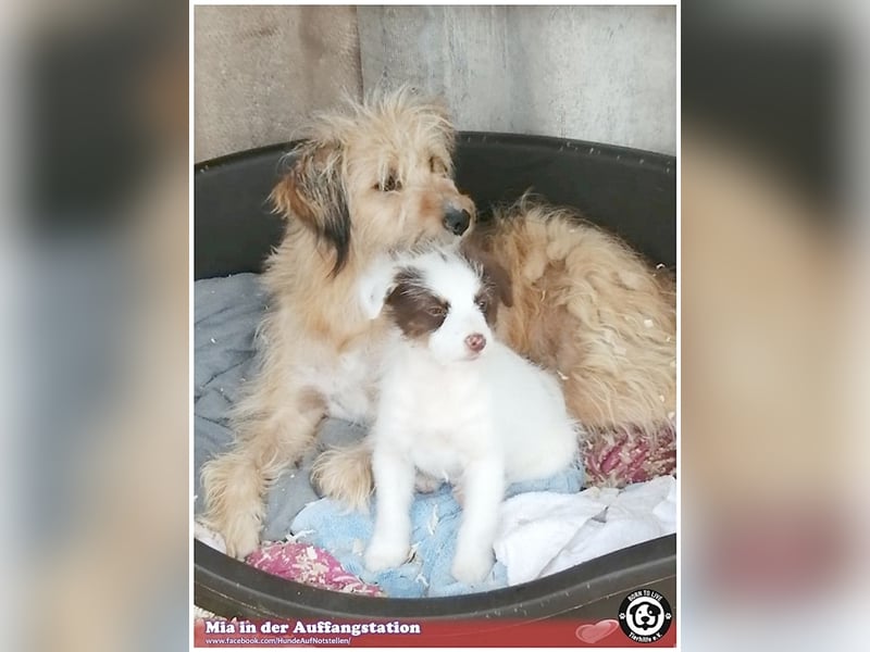 MIA, eine Traummaus
