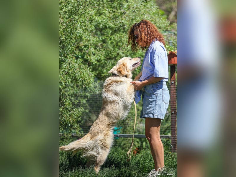 Ein Traum auf 4 Pfoten- Alexa sucht ihre Familie