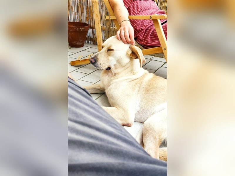 VIOLA-Fellnase im besten Alter auf der Suche nach dem Glück