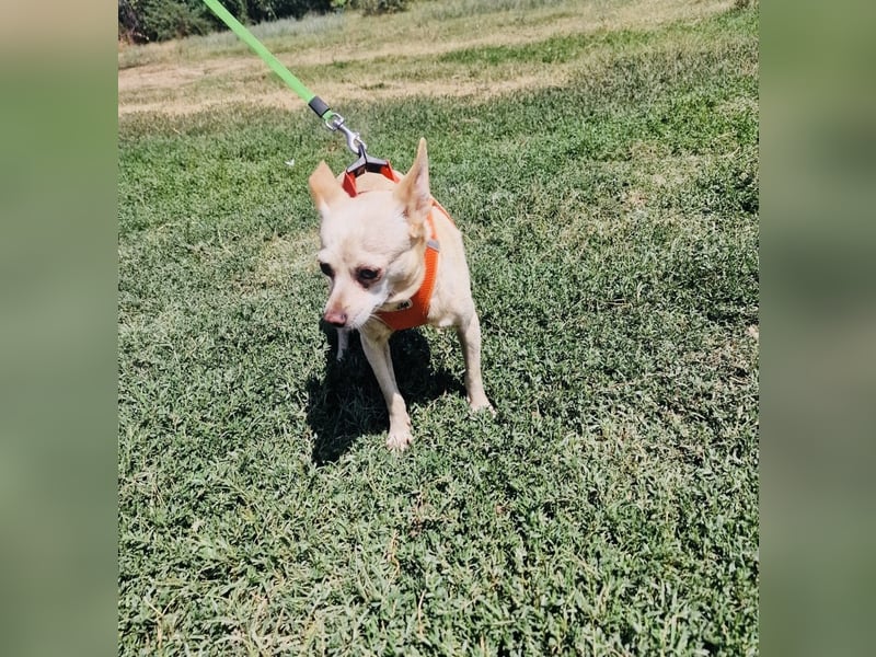 Chihuahua Mix Mädchen Radi