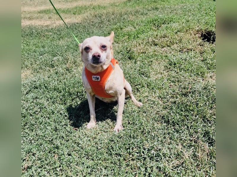 Chihuahua Mix Mädchen Radi