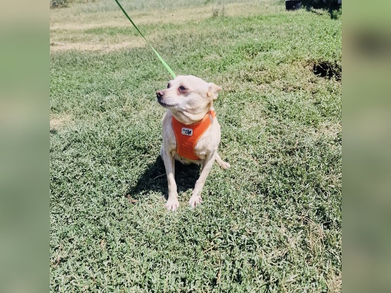 Chihuahua Mix Mädchen Radi