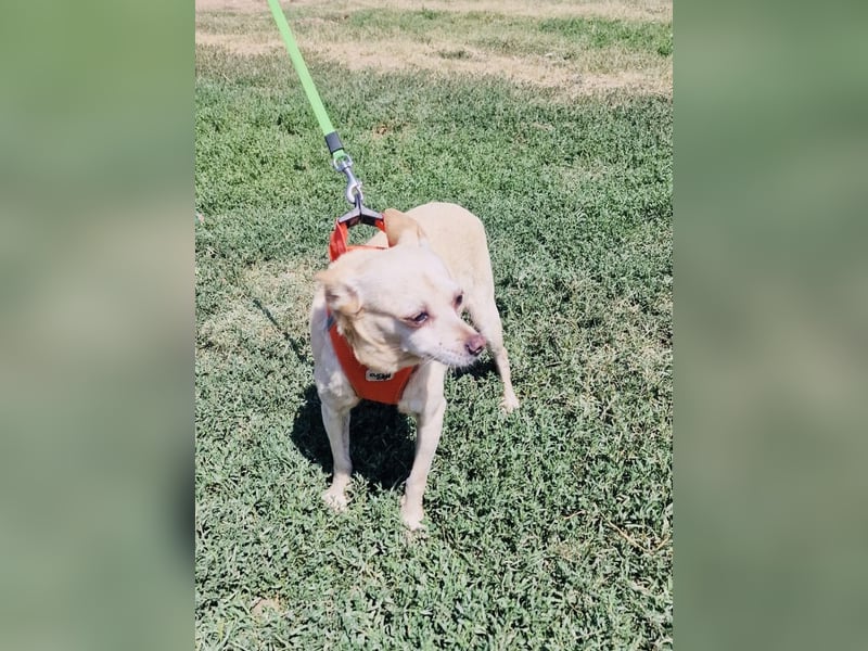 Chihuahua Mix Mädchen Radi
