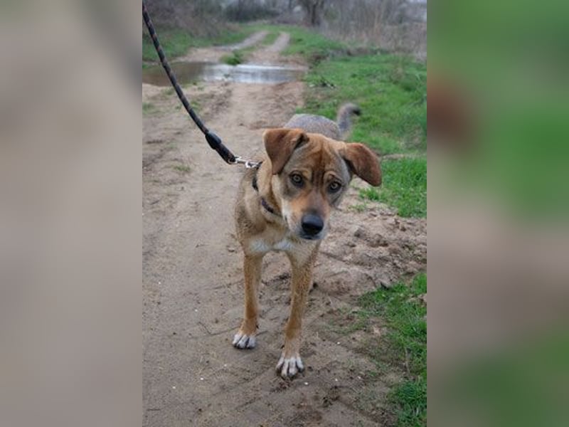 Marta - weiblich, kastriert - Hundepension in Kostenets