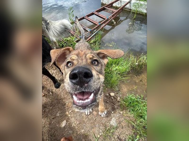 Marta - weiblich, kastriert - Hundepension in Kostenets