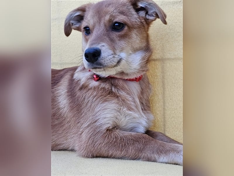 Walburga, !!! SOS !!!!  PS Oberkochen liebevolle, kleine Hündin sucht Ihr Körbchen