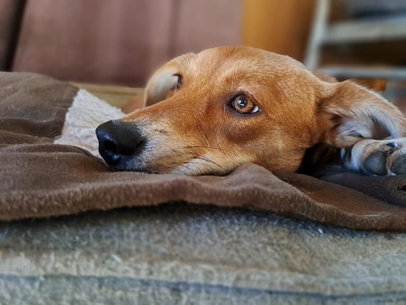 Walburga, !!! SOS !!!!  PS Oberkochen liebevolle, kleine Hündin sucht Ihr Körbchen