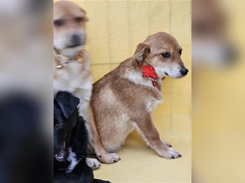 Walburga, !!! SOS !!!!  PS Oberkochen liebevolle, kleine Hündin sucht Ihr Körbchen