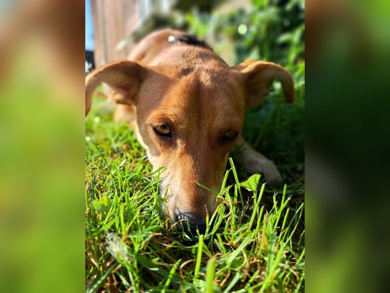 Walburga, !!! SOS !!!!  PS Oberkochen liebevolle, kleine Hündin sucht Ihr Körbchen