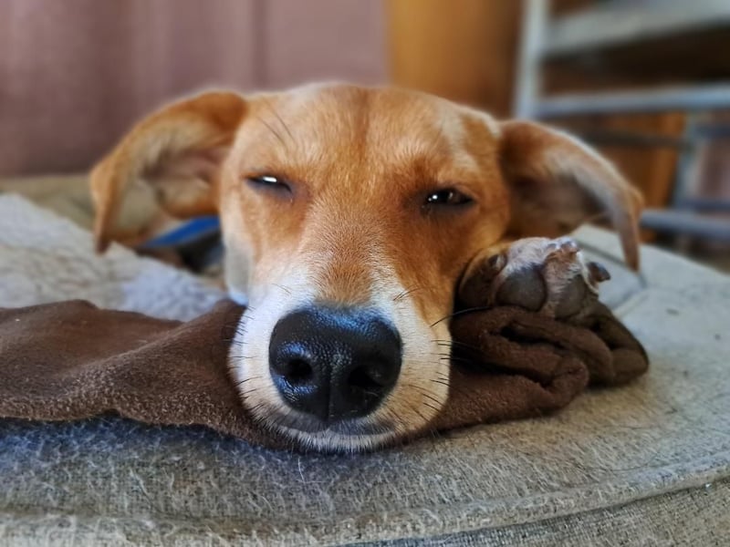 Walburga, !!! SOS !!!!  PS Oberkochen liebevolle, kleine Hündin sucht Ihr Körbchen
