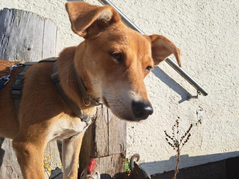 Walburga, !!! SOS !!!!  PS Oberkochen liebevolle, kleine Hündin sucht Ihr Körbchen