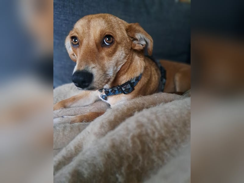 Walburga, !!! SOS !!!!  PS Oberkochen liebevolle, kleine Hündin sucht Ihr Körbchen