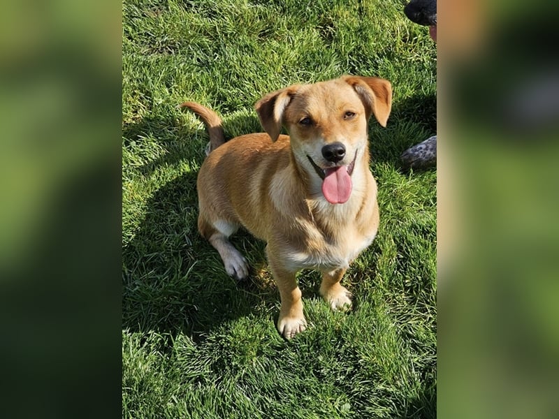 Walburga, !!! SOS !!!!  PS Oberkochen liebevolle, kleine Hündin sucht Ihr Körbchen