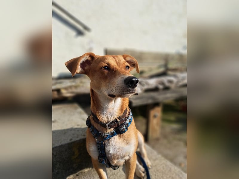 Walburga, !!! SOS !!!!  PS Oberkochen liebevolle, kleine Hündin sucht Ihr Körbchen