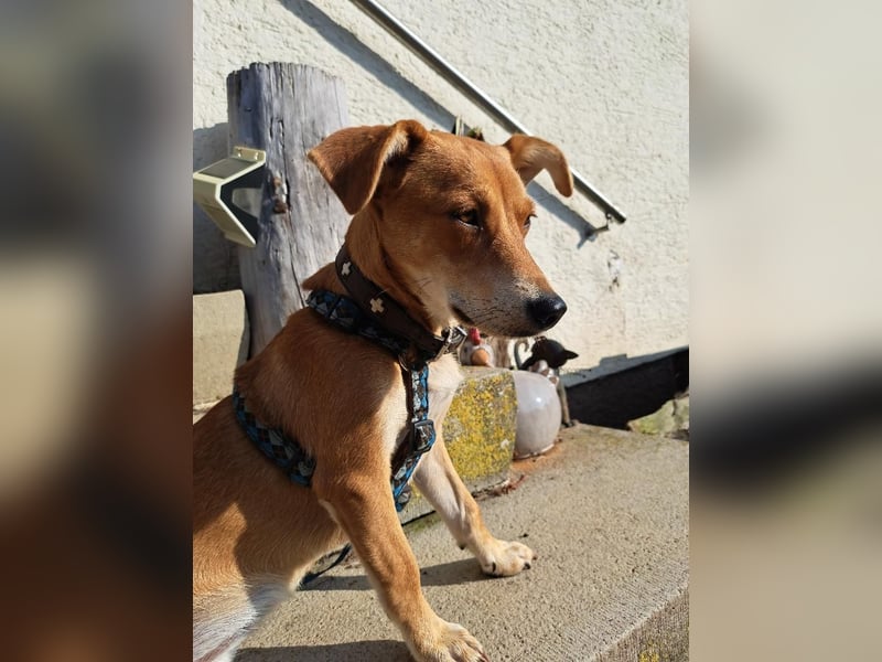 Walburga, !!! SOS !!!!  PS Oberkochen liebevolle, kleine Hündin sucht Ihr Körbchen