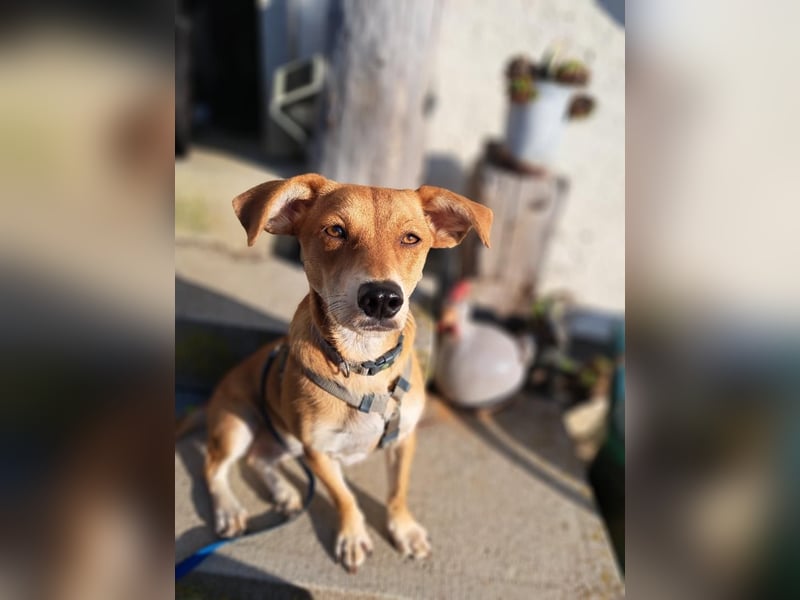 Walburga, !!! SOS !!!!  PS Oberkochen liebevolle, kleine Hündin sucht Ihr Körbchen