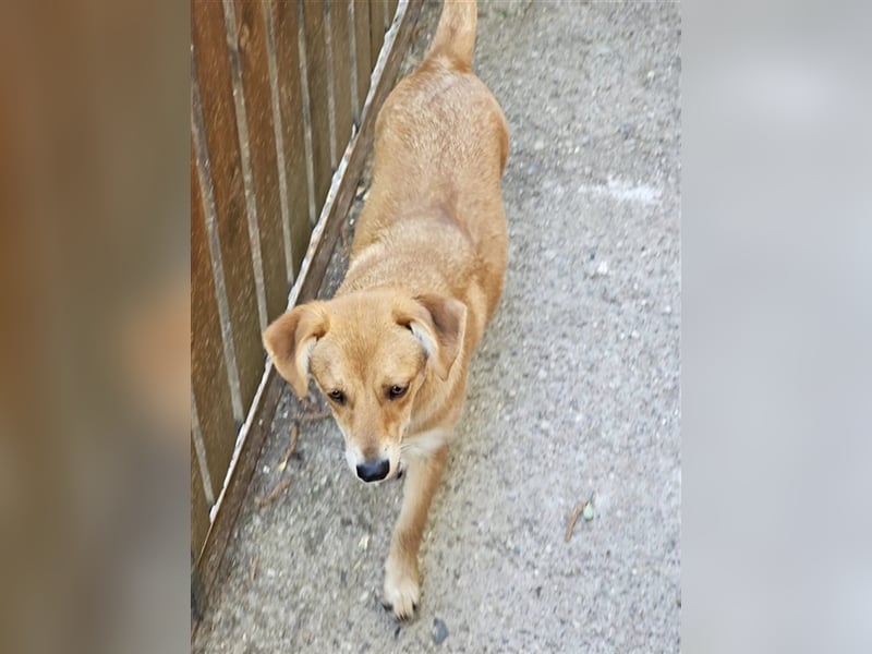 Walburga, !!! SOS !!!!  PS Oberkochen liebevolle, kleine Hündin sucht Ihr Körbchen