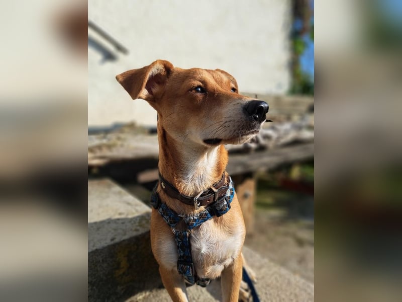 Walburga, !!! SOS !!!!  PS Oberkochen liebevolle, kleine Hündin sucht Ihr Körbchen