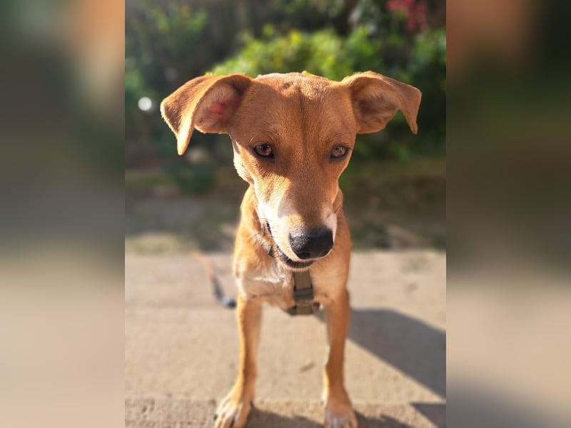 Walburga, !!! SOS !!!!  PS Oberkochen liebevolle, kleine Hündin sucht Ihr Körbchen