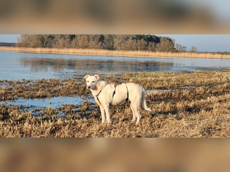 Loni wartet auf liebevolles Zuhause