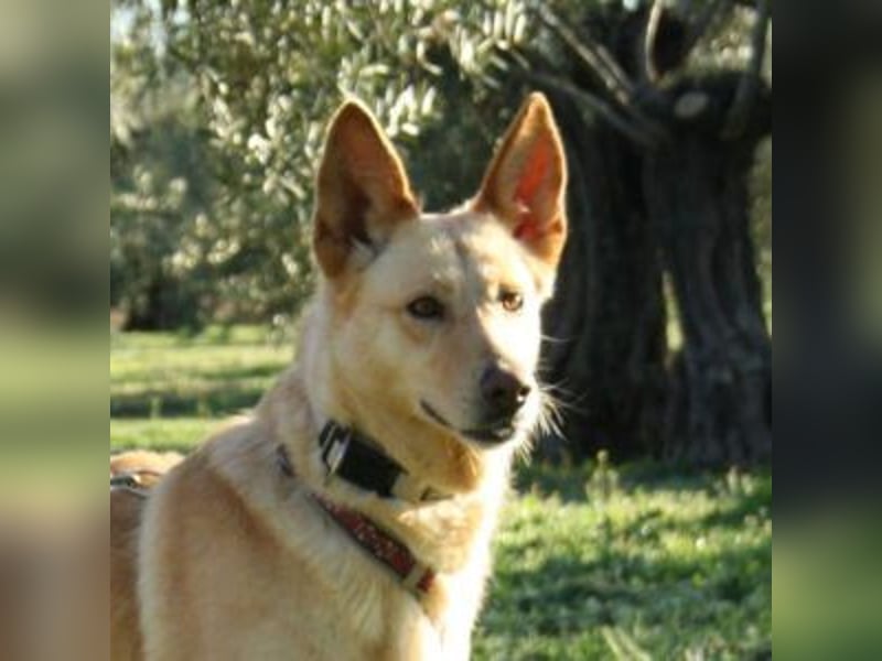 AKIRA-verschmustes, anhängliches Hundemädchen sucht ein ruhiges, liebevolles Zuhause