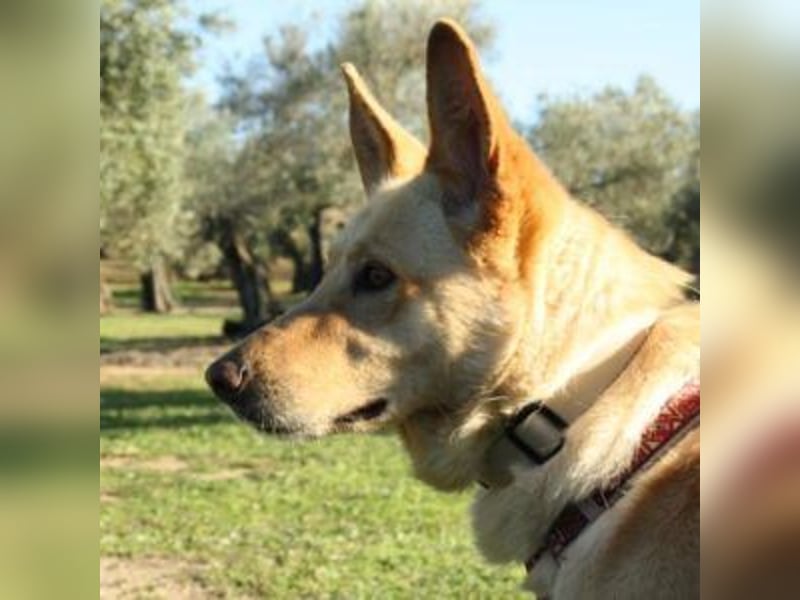 AKIRA-verschmustes, anhängliches Hundemädchen sucht ein ruhiges, liebevolles Zuhause
