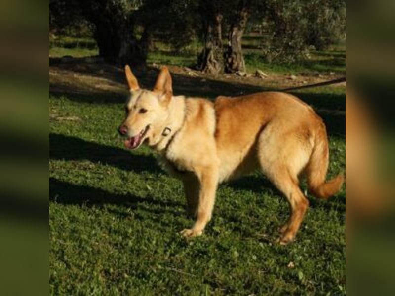 AKIRA-verschmustes, anhängliches Hundemädchen sucht ein ruhiges, liebevolles Zuhause