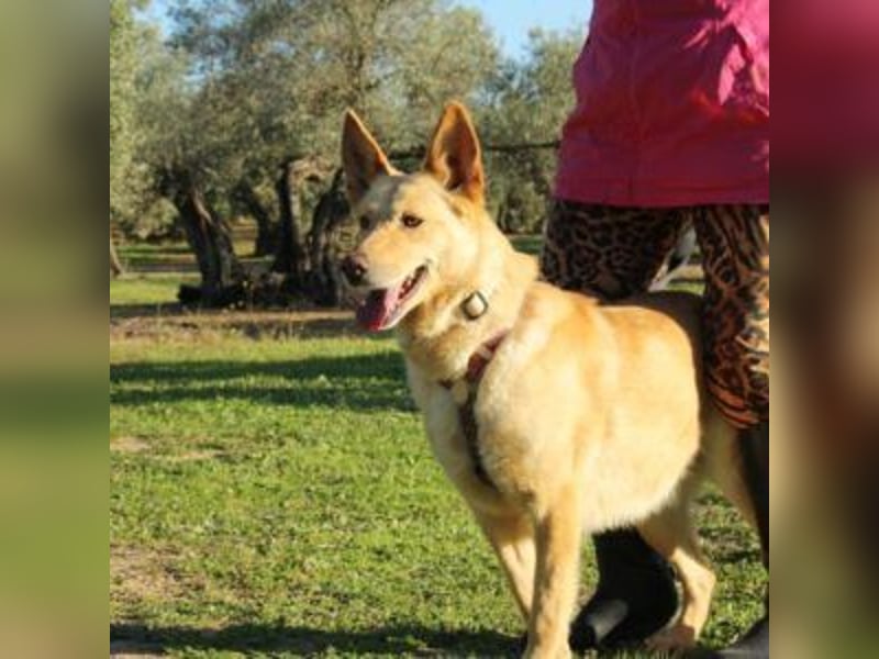 AKIRA-verschmustes, anhängliches Hundemädchen sucht ein ruhiges, liebevolles Zuhause