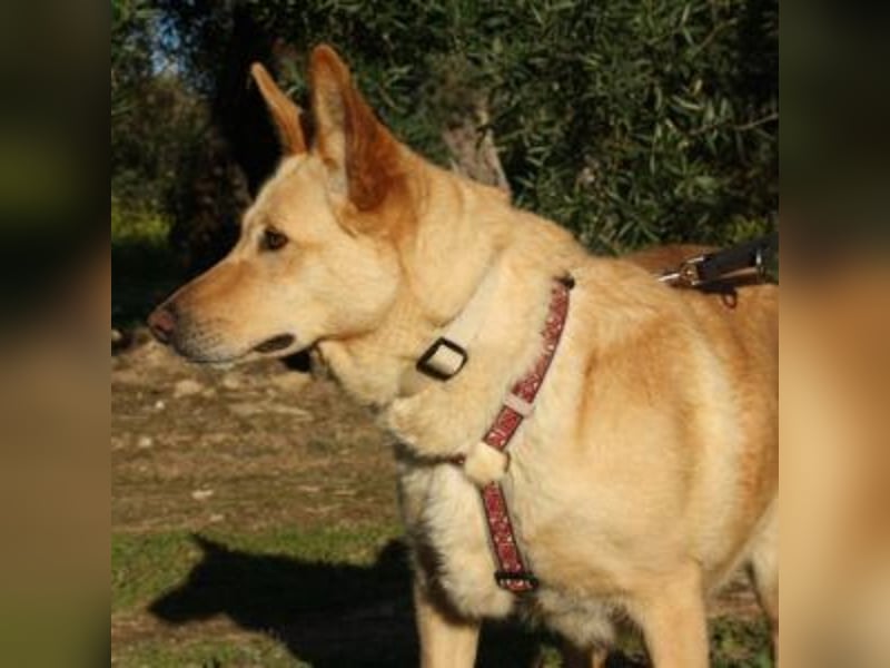 AKIRA-verschmustes, anhängliches Hundemädchen sucht ein ruhiges, liebevolles Zuhause