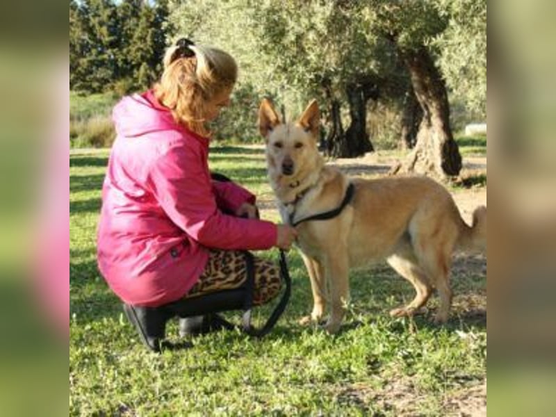 AKIRA-verschmustes, anhängliches Hundemädchen sucht ein ruhiges, liebevolles Zuhause