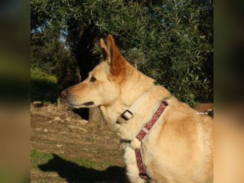 AKIRA-verschmustes, anhängliches Hundemädchen sucht ein ruhiges, liebevolles Zuhause