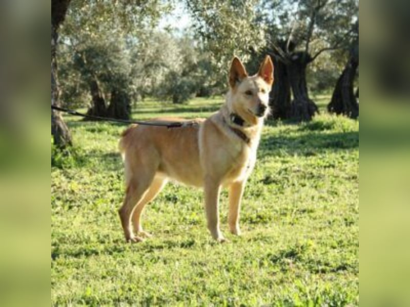 AKIRA-verschmustes, anhängliches Hundemädchen sucht ein ruhiges, liebevolles Zuhause