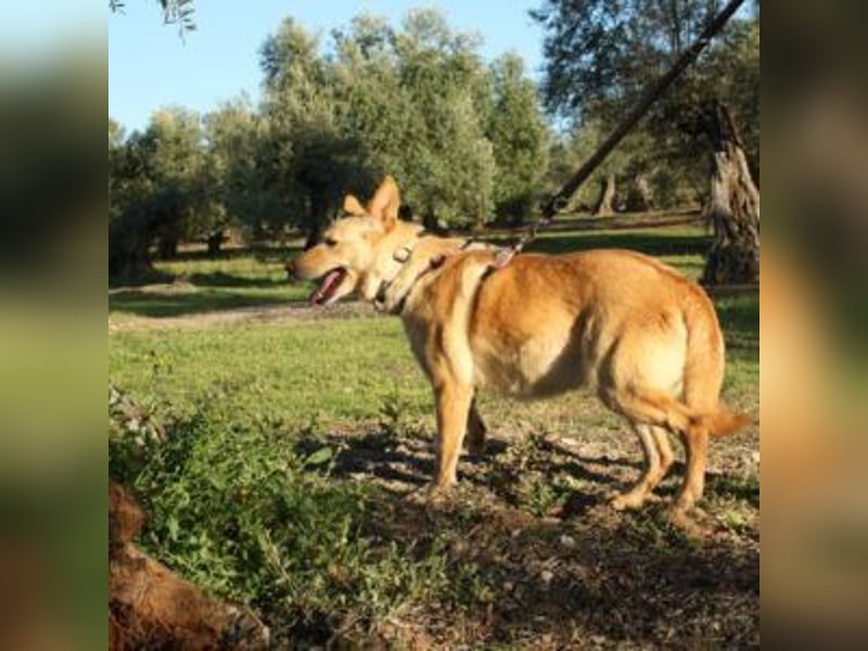 AKIRA-verschmustes, anhängliches Hundemädchen sucht ein ruhiges, liebevolles Zuhause