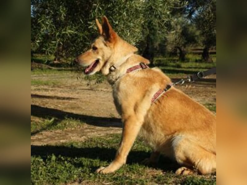 AKIRA-verschmustes, anhängliches Hundemädchen sucht ein ruhiges, liebevolles Zuhause
