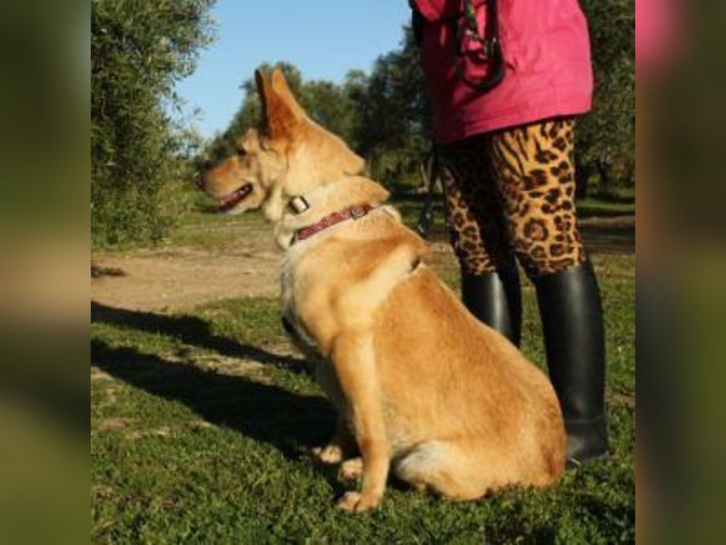 AKIRA-verschmustes, anhängliches Hundemädchen sucht ein ruhiges, liebevolles Zuhause