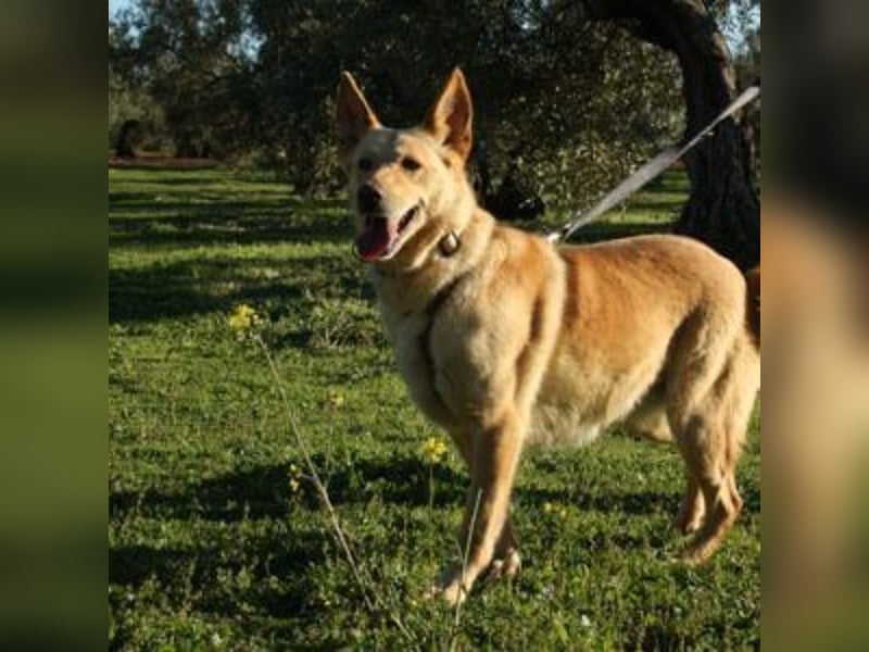 AKIRA-verschmustes, anhängliches Hundemädchen sucht ein ruhiges, liebevolles Zuhause