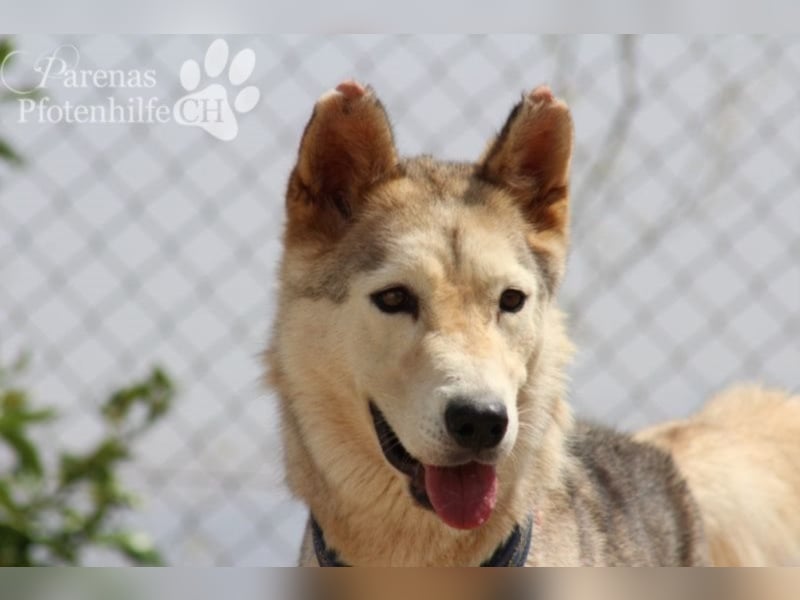 Loba, intelligent und neugierig