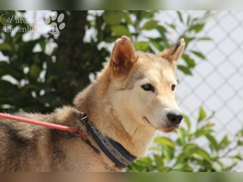 Loba, intelligent und neugierig