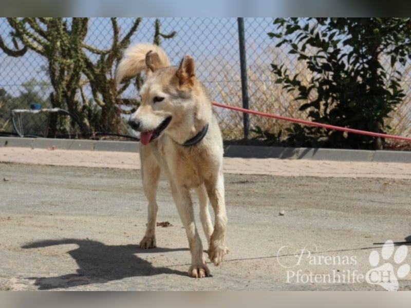 Loba, intelligent und neugierig