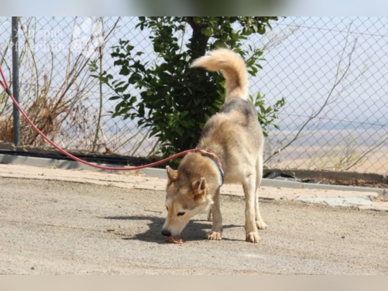 Loba, intelligent und neugierig