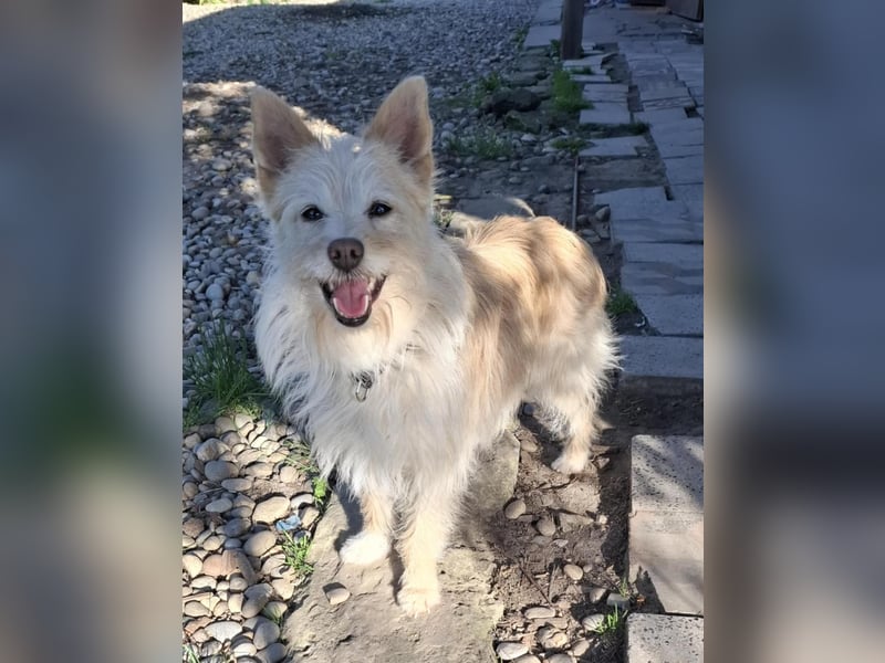Kiki, Spitz-Mischling, Hündin, geb. ca. 03.2024, 38 cm, 10 kg