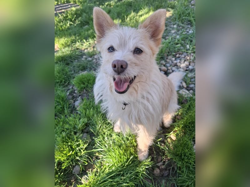 Kiki, Spitz-Mischling, Hündin, geb. ca. 03.2024, 38 cm, 10 kg