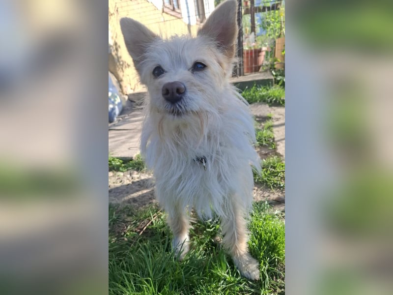 Kiki, Spitz-Mischling, Hündin, geb. ca. 03.2024, 38 cm, 10 kg