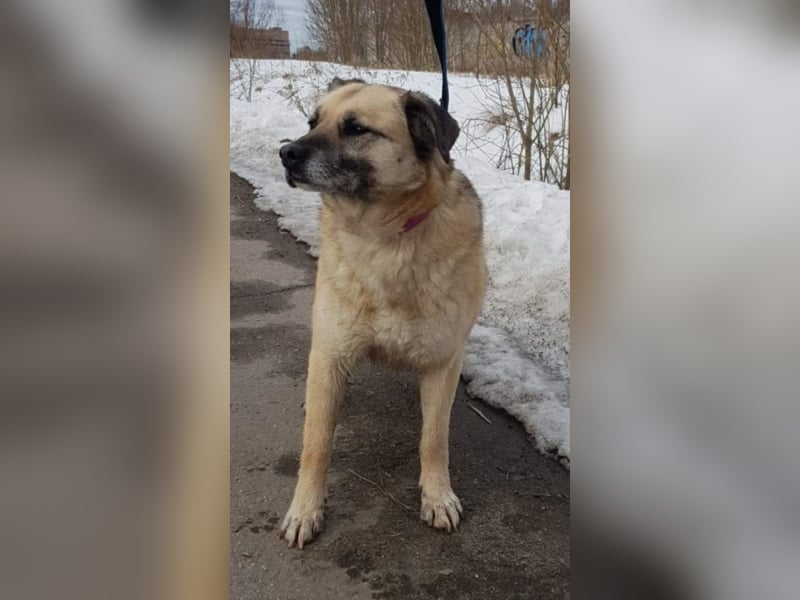 Kukla, ca. 7 Jahre,  sucht ein schönes Zuhause