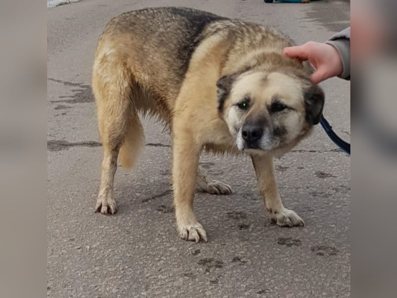 Kukla, ca. 7 Jahre,  sucht ein schönes Zuhause