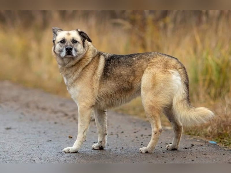 Kukla, ca. 7 Jahre,  sucht ein schönes Zuhause