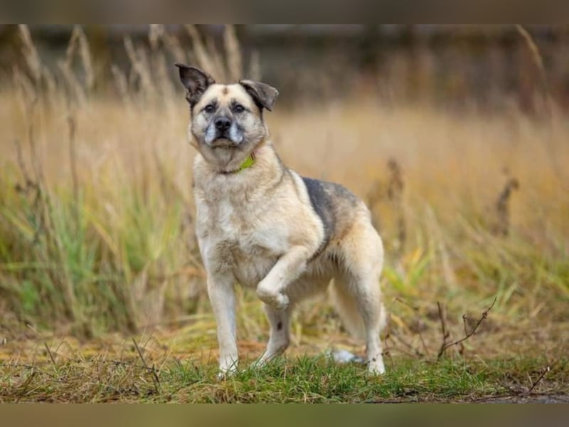 Kukla, ca. 7 Jahre,  sucht ein schönes Zuhause