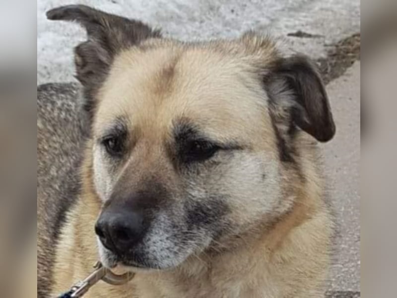 Kukla, ca. 7 Jahre,  sucht ein schönes Zuhause