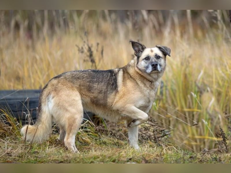 Kukla, ca. 7 Jahre,  sucht ein schönes Zuhause